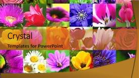  Presentation with colorful flower - Beautiful presentation theme featuring colorful floral collage - flower collection backdrop and a gold colored foreground