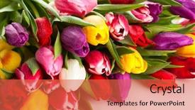  Presentation with spring water - Presentation theme featuring colorful flower - bunch of spring tulips background and a red colored foreground