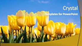  Presentation with colorful flower - Amazing slide set having colorful flower - tulip field backdrop and a teal colored foreground