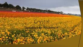  Presentation with colorful flower - 