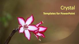  Presentation with lily flower - PPT theme featuring an impala lily adenium background and a tawny brown colored foreground