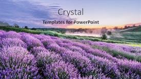  Presentation with dawn - Presentation design enhanced with colorful flowering lavandula or lavender field in the dawn light a light morning mist at the background background and a light blue colored foreground