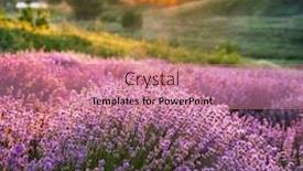  Presentation with lavender - Slide deck having colorful flowering lavandula or lavender field in the dawn light a light morning mist at the background background and a coral colored foreground