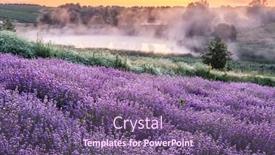 Presentation with lavender - Audience pleasing PPT layouts consisting of colorful-flowering-lavandula-or-lavender backdrop and a violet colored foreground
