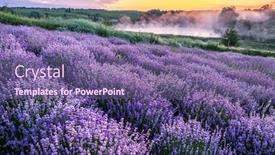 Presentation with lavender flowers border - Slide deck featuring colorful-flowering-lavandula-or-lavender background and a violet colored foreground
