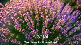  Presentation with dawn - Beautiful presentation theme featuring colorful-flowering-lavandula-or-lavender backdrop and a tawny brown colored foreground