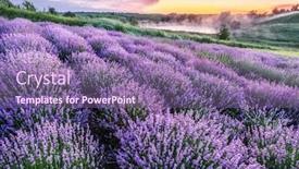  Presentation with lavender - Presentation theme enhanced with colorful-flowering-lavandula-or-lavender background and a violet colored foreground