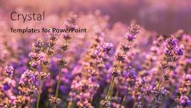  Presentation with lavender - Cool new slide set with colorful-flowering-lavandula-or-lavender backdrop and a coral colored foreground