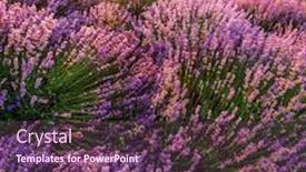  Presentation with lavender - Presentation design enhanced with colorful-flowering-lavandula-or-lavender background and a tawny brown colored foreground