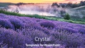  Presentation with lavender flowers border - Beautiful slide deck featuring colorful-flowering-lavandula-or-lavender backdrop and a violet colored foreground