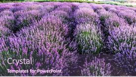  Presentation with lavender - Theme consisting of colorful-flowering-lavandula-or-lavender background and a tawny brown colored foreground