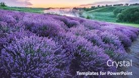  Presentation with dawn - Colorful PPT theme enhanced with colorful-flowering-lavandula-or-lavender backdrop and a violet colored foreground