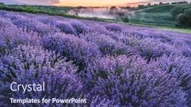  Presentation with dawn - Beautiful PPT theme featuring colorful-flowering-lavandula-or-lavender backdrop and a ocean colored foreground