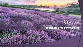  Presentation with dawn - Presentation theme enhanced with colorful-flowering-lavandula-or-lavender background and a violet colored foreground