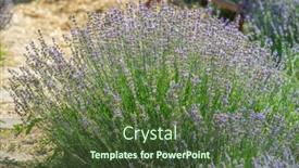  Presentation with lavender - PPT layouts with colorful-flowering-lavandula-or-lavender background and a tawny brown colored foreground
