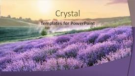  Presentation with lavender - Slide deck having colorful-flowering-lavandula-or-lavender background and a lemonade colored foreground