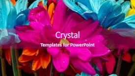  Presentation with paper quilling colorful paper flowers - Presentation theme enhanced with colorful flowers against a black background and a violet colored foreground