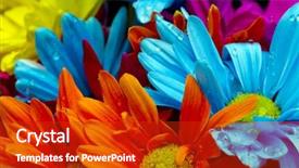  Presentation with colorful flower - Colorful presentation design enhanced with colorful flowers against a black backdrop and a crimson colored foreground