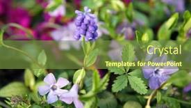  Presentation with springtime - Presentation theme consisting of colorful flowers at springtime background and a tawny brown colored foreground