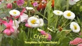  Presentation with tropical flowers close up - Slide set with colorful flowers close up shot background and a  colored foreground