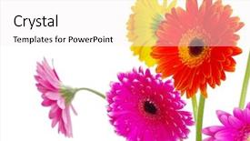  Presentation with flower border colorful made - Presentation theme featuring colorful flowers gerberas on white background and a white colored foreground