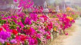  Presentation with bougainvillea - Amazing PPT theme having colorful-flowers-in-bougainvillea backdrop and a coral colored foreground