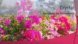  Presentation with bougainvillea - Theme featuring colorful flowers in bougainvillea in the street background and a light blue colored foreground