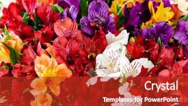  Presentation with colorful flower - Colorful slide set enhanced with colorful freesia flowers top view backdrop and a crimson colored foreground