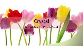  Presentation with flowers border - Amazing PPT layouts having colorful fresh spring tulips flowers backdrop and a coral colored foreground