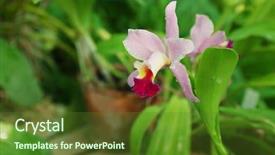  Presentation with grown - Cool new presentation theme with colorful fully grown orchids in greenhouse backdrop and a tawny brown colored foreground