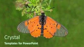  Presentation with butterfly - Colorful slide set enhanced with colorful-garden-acraea-butterfly-acreae backdrop and a tawny brown colored foreground
