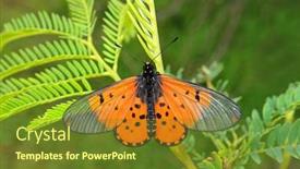  Presentation with butterfly - Presentation theme with colorful-garden-acraea-butterfly-acreae background and a tawny brown colored foreground