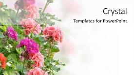  Presentation with geranium - Audience pleasing presentation consisting of colorful geranium flowers on white backdrop and a white colored foreground