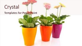  Presentation with flower pots - Audience pleasing presentation theme consisting of colorful gerber plants in flower backdrop and a lemonade colored foreground