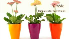  Presentation with bright colorful candy isolated - PPT layouts having colorful gerber plants background and a cream colored foreground