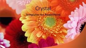  Presentation with daisy - Presentation theme featuring colorful gerbera flowers - flowers background and a red colored foreground