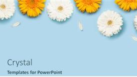  Presentation with flat - Presentation consisting of colorful-gerbera-flowers-and-petals background and a sky blue colored foreground