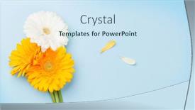  Presentation with flat - Presentation theme with colorful-gerbera-flowers-and-petals background and a sky blue colored foreground