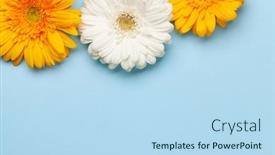  Presentation with flat - Colorful PPT theme enhanced with colorful-gerbera-flowers-over-blue backdrop and a light blue colored foreground
