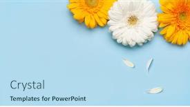  Presentation with flat - Presentation theme consisting of colorful-gerbera-flowers-over-blue background and a sky blue colored foreground