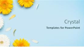  Presentation with flat - Colorful theme enhanced with colorful-gerbera-flowers-over-blue backdrop and a sky blue colored foreground