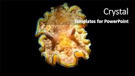  Presentation with indonesia - Beautiful PPT layouts featuring colorful-girdled-nudibranch-photographed backdrop and a black colored foreground