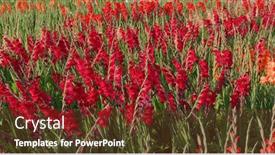  Presentation with colorful flower - Presentation theme consisting of colorful-gladiolus-flower-farm background and a tawny brown colored foreground
