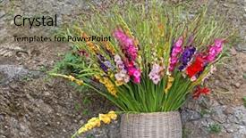  Presentation with purple wall - Slide deck featuring colorful gladiolus flowers in pink background and a coral colored foreground