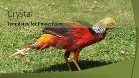  Presentation with golden - PPT theme consisting of colorful-golden-pheasant-chrysolophus-pictus background and a yellow colored foreground