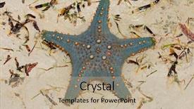  Presentation with orange starfish - Slide deck featuring colorful green and orange starfish background and a mint green colored foreground