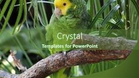  Presentation with parrot - Colorful presentation theme enhanced with colorful green and yellow parrot backdrop and a tawny brown colored foreground