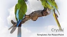 Presentation with parrot - 