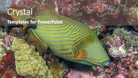  Presentation with tropical - Presentation featuring colorful-green-tropical-triggerfish-swims background and a violet colored foreground