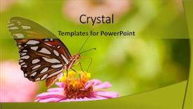  Presentation with pink simple - Beautiful theme featuring gulffritillary - colorful gulf fritillary feeding backdrop and a gold colored foreground